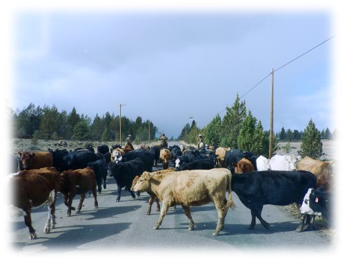 We have cow jams on our roads